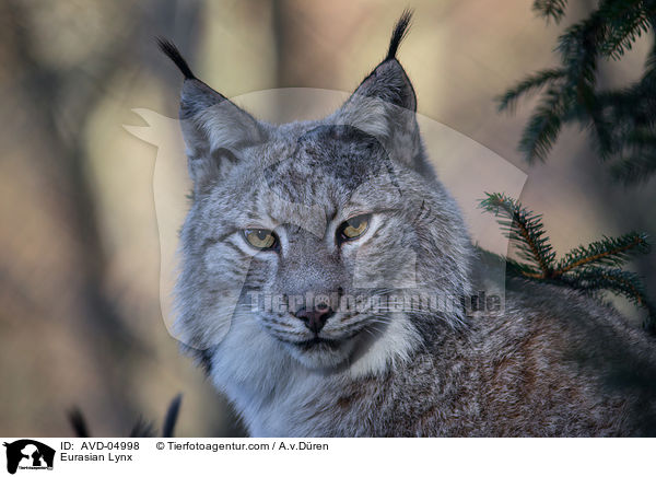 Eurasian Lynx / AVD-04998