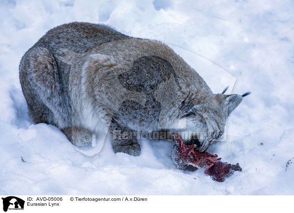 Eurasischer Luchs / Eurasian Lynx / AVD-05006