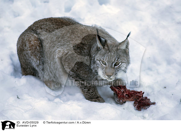 Eurasischer Luchs / Eurasian Lynx / AVD-05029