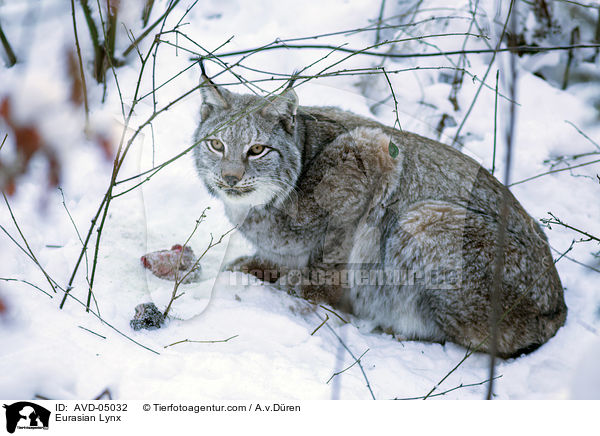 Eurasischer Luchs / Eurasian Lynx / AVD-05032