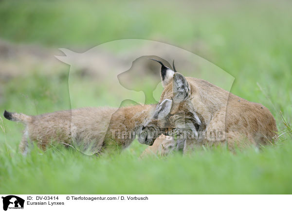 Eurasian Lynxes / DV-03414