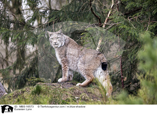 Eurasian Lynx / MBS-16573