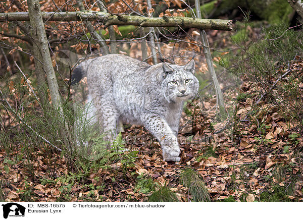 Eurasian Lynx / MBS-16575