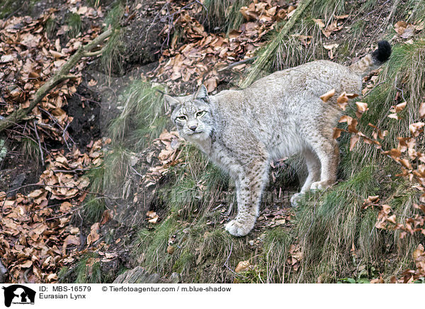 Eurasian Lynx / MBS-16579