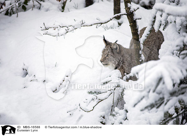 Eurasian Lynx / MBS-16588