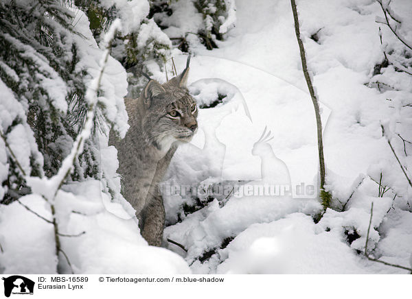 Eurasian Lynx / MBS-16589