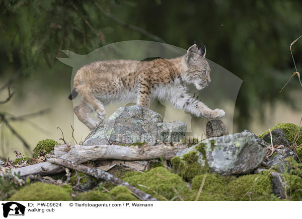 laufender Luchswelpe / walking cub / PW-09624