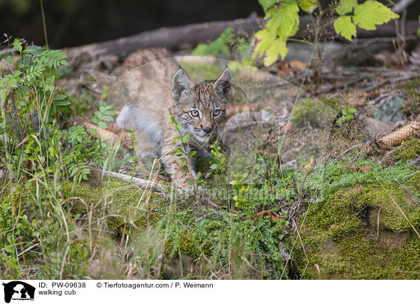 laufender Luchswelpe / walking cub / PW-09638
