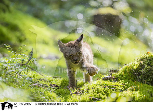 Luchswelpe / cub / PW-09682