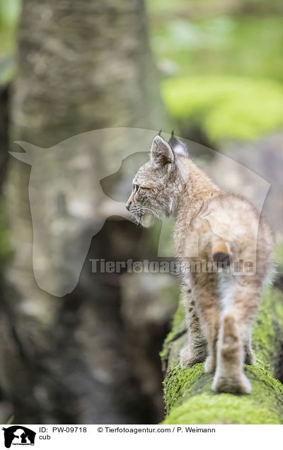 Luchswelpe / cub / PW-09718