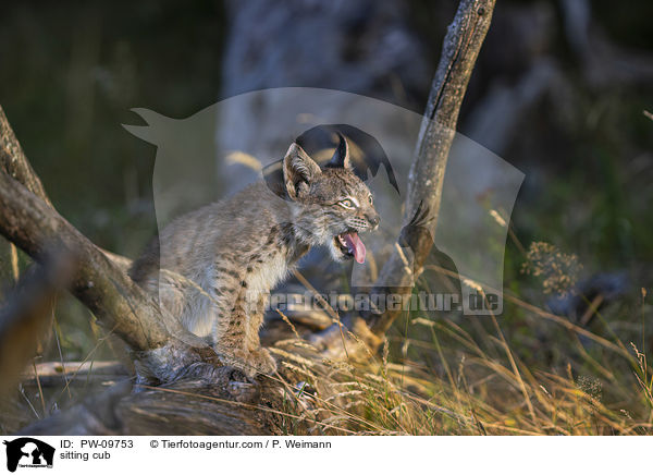 sitzender Luchswelpe / sitting cub / PW-09753