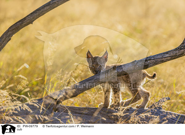 Luchswelpe / cub / PW-09779