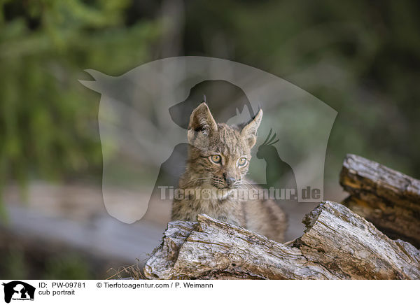 Luchswelpe Portrait / cub portrait / PW-09781