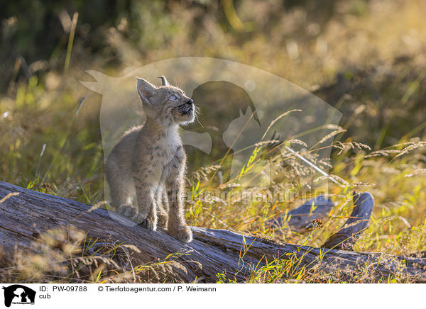 Luchswelpe / cub / PW-09788