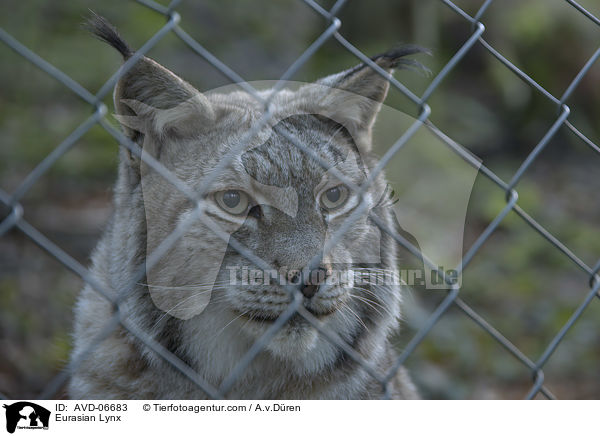 Eurasischer Luchs / Eurasian Lynx / AVD-06683