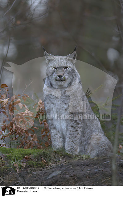 Eurasischer Luchs / Eurasian Lynx / AVD-06687