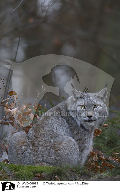 Eurasischer Luchs / Eurasian Lynx / AVD-06688