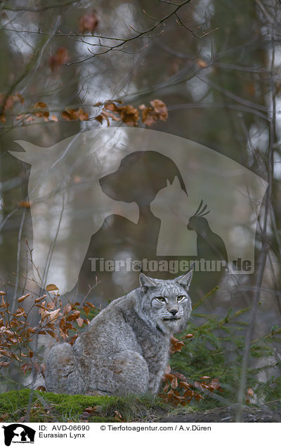 Eurasischer Luchs / Eurasian Lynx / AVD-06690