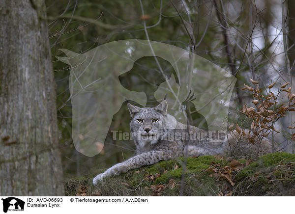 Eurasischer Luchs / Eurasian Lynx / AVD-06693