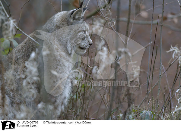 Eurasischer Luchs / Eurasian Lynx / AVD-06703