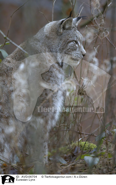 Eurasischer Luchs / Eurasian Lynx / AVD-06704