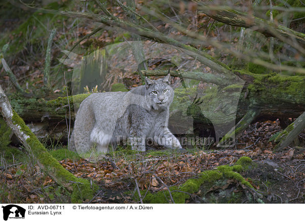 Eurasischer Luchs / Eurasian Lynx / AVD-06711