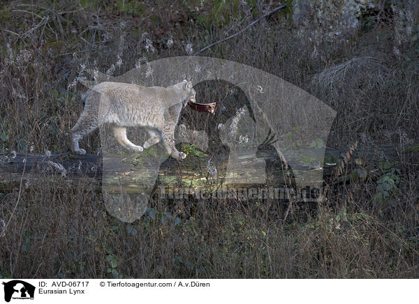 Eurasischer Luchs / Eurasian Lynx / AVD-06717