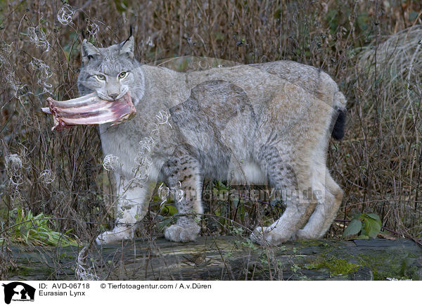 Eurasischer Luchs / Eurasian Lynx / AVD-06718