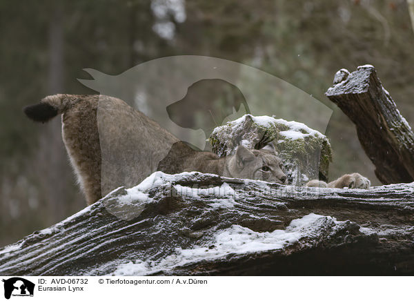 Eurasischer Luchs / Eurasian Lynx / AVD-06732