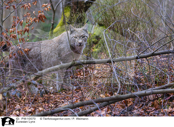 Eurasischer Luchs / Eurasian Lynx / PW-10070