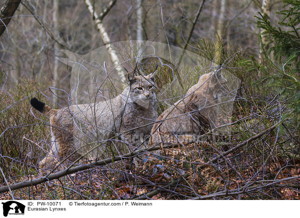 Eurasische Luchse / Eurasian Lynxes / PW-10071