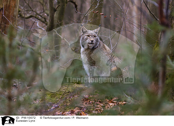 Eurasischer Luchs / Eurasian Lynx / PW-10072