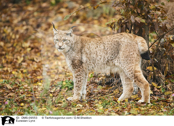 Eurasian Lynx / DMS-09553