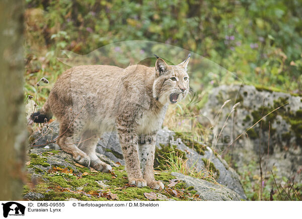 Eurasian Lynx / DMS-09555