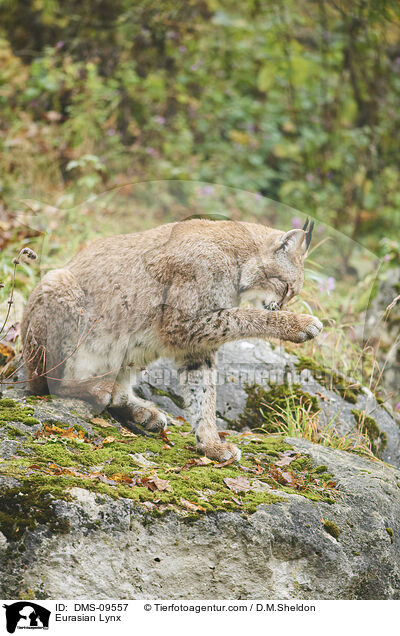 Eurasian Lynx / DMS-09557