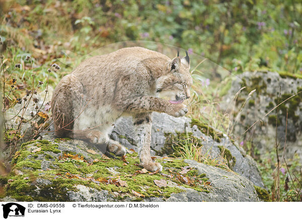 Eurasischer Luchs / Eurasian Lynx / DMS-09558