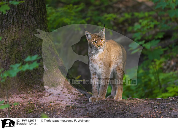 Eurasian Lynx / PW-12677