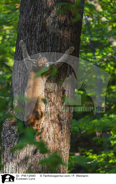 Eurasian Lynx / PW-12680