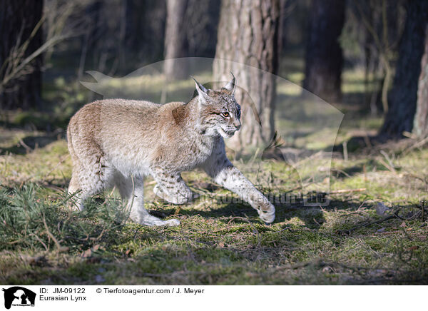 Eurasian Lynx / JM-09122
