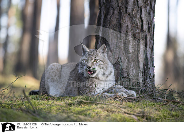 Eurasischer Luchs / Eurasian Lynx / JM-09128