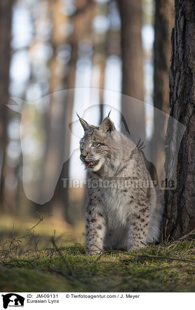 Eurasian Lynx / JM-09131