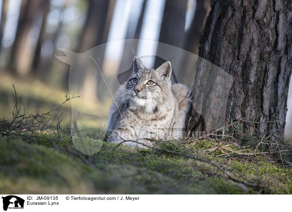 Eurasian Lynx / JM-09135
