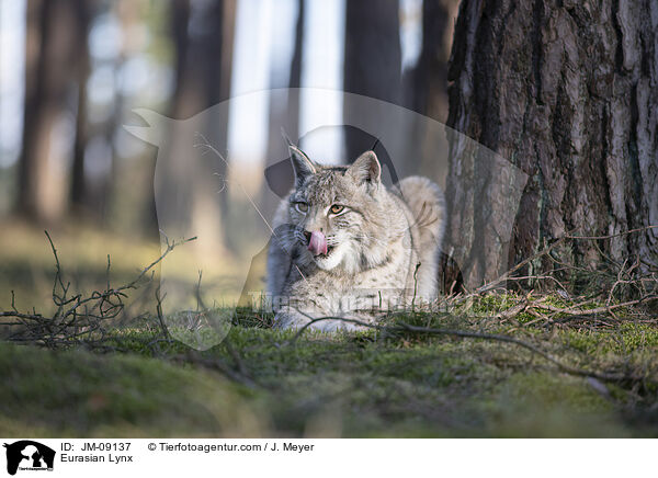 Eurasian Lynx / JM-09137