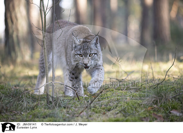 Eurasian Lynx / JM-09141