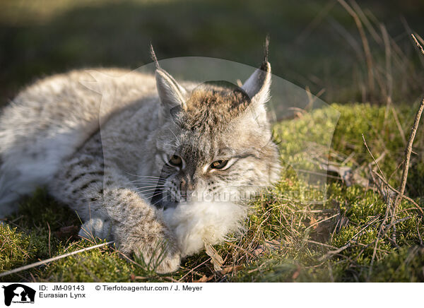 Eurasischer Luchs / Eurasian Lynx / JM-09143