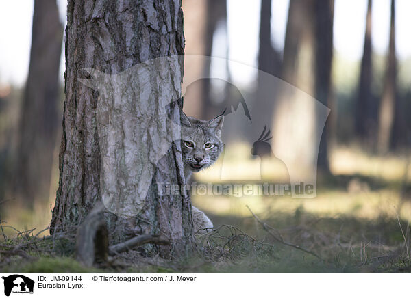 Eurasian Lynx / JM-09144