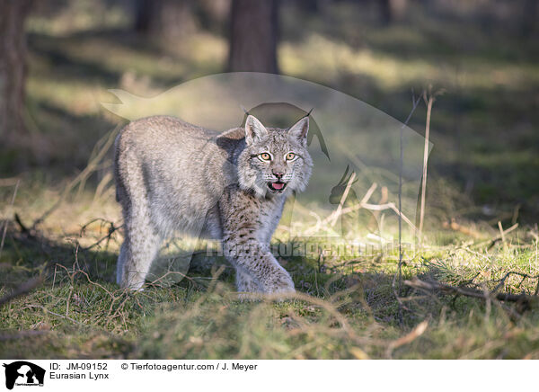 Eurasian Lynx / JM-09152