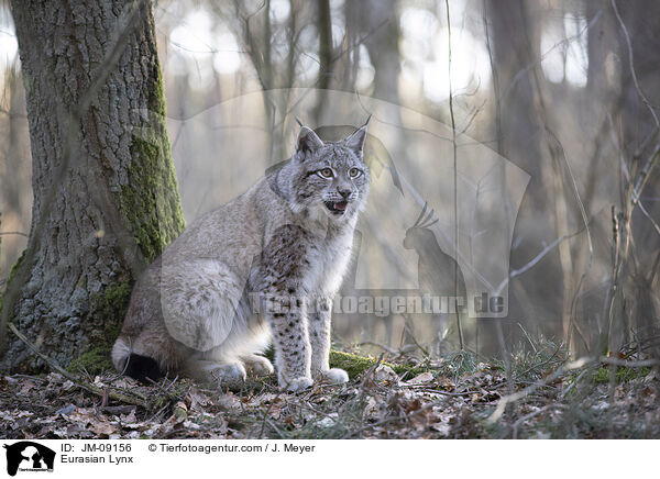 Eurasian Lynx / JM-09156