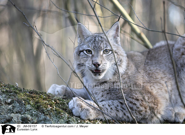 Eurasian Lynx / JM-09157