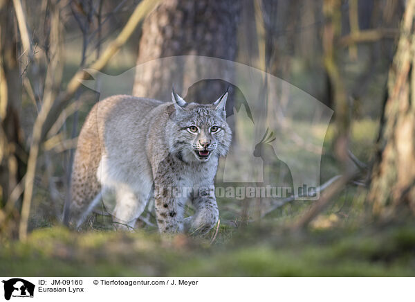 Eurasian Lynx / JM-09160